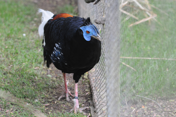 DSC_8507_FAISAN_NOBLE