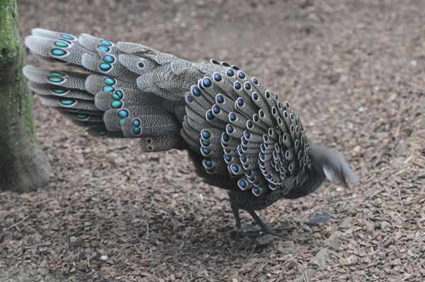 DSC_8512_EPERONNIER_CHINQUIS