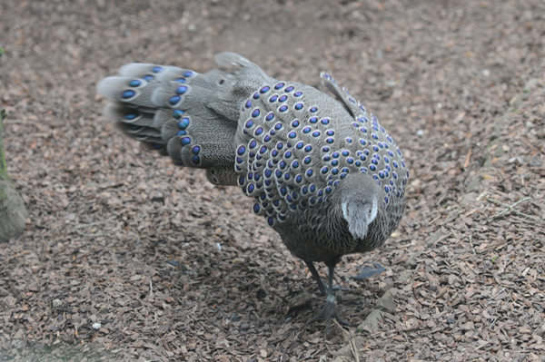 DSC_8513_EPERONNIER_CHINQUIS