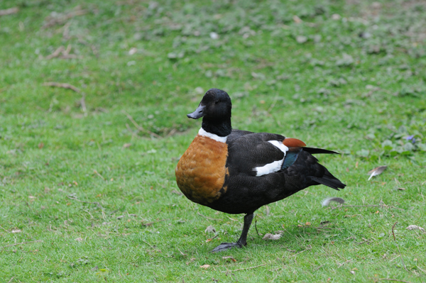 DSC_8616_TADORNE_AUSTRALIE