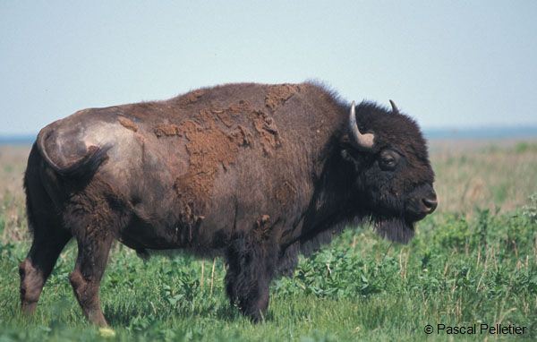 03Bison