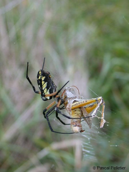 Argiope_3