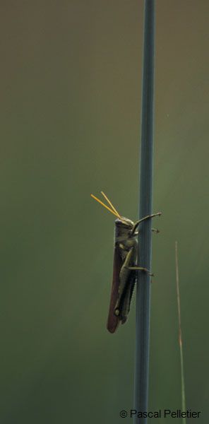 Cricket_4