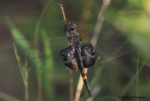 Black_Saddlebags