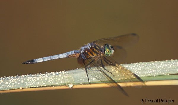 Blue_Dasher_2