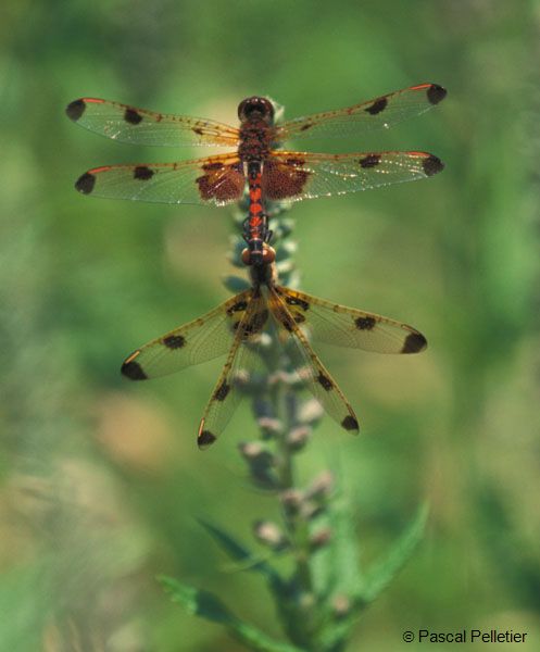 Calico_Pennant