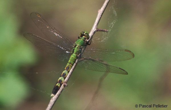 Eastern_Pondhawk_femelle