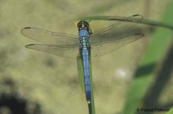 Eastern_Pondhawk_male