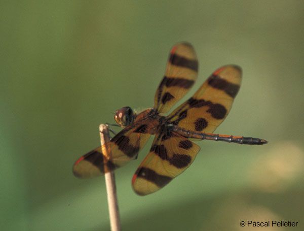 Halloween_Pennant