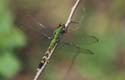 Eastern_Pondhawk_femelle