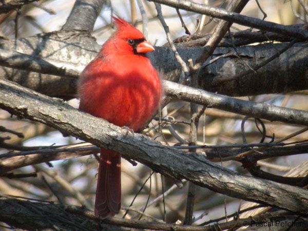 Cardinal_Rouge_01