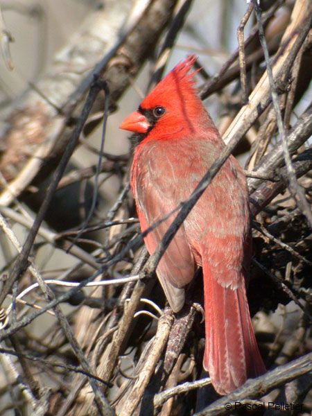 Cardinal_Rouge_02