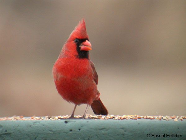 Cardinal_Rouge_03