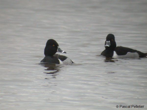 Fuligule_a_bec_cercle_01