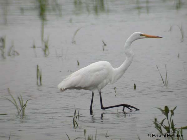 Aigrette_G_03