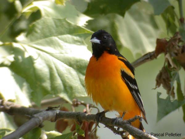 Oriole_N_02