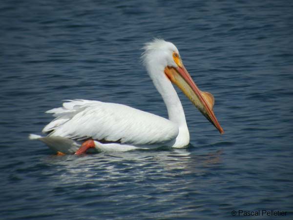 Pelican_51