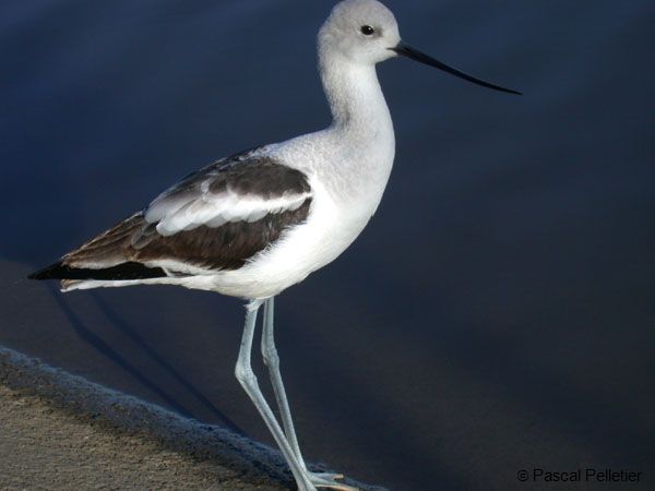 Avocette