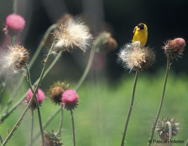 Chardonneret_jaune_1