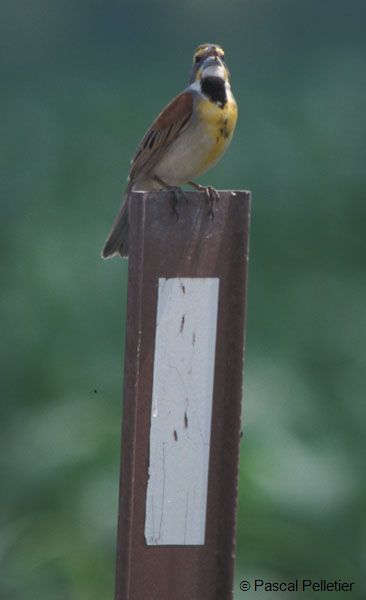 Dickcissel_1