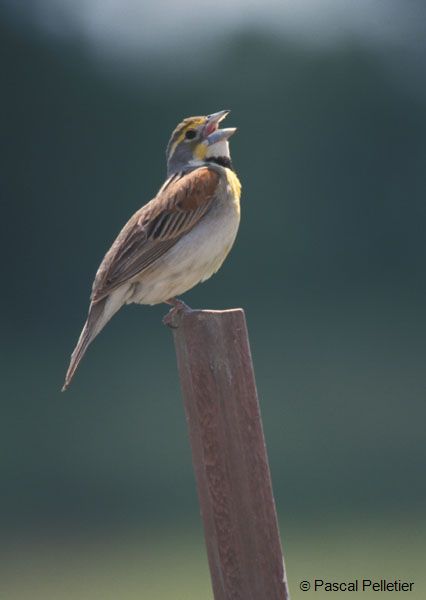 Dickcissel_2