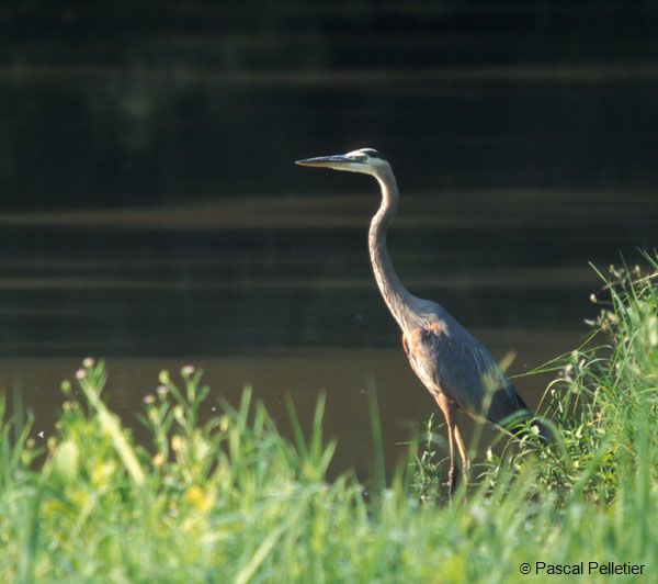 Grand_Heron_2