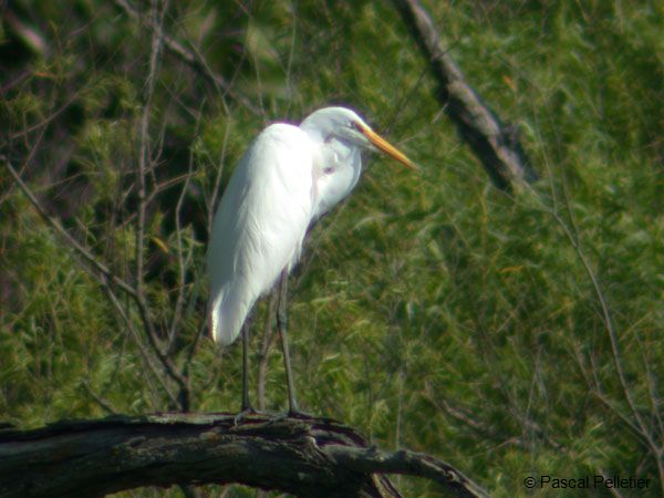 Grande_Aigrette_1