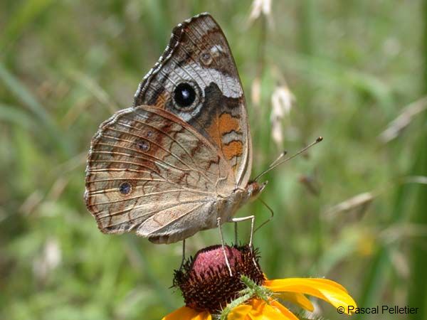 Common_Buckeye_19