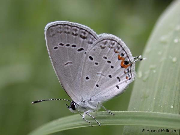 Eastern_Tailed_Blue_20