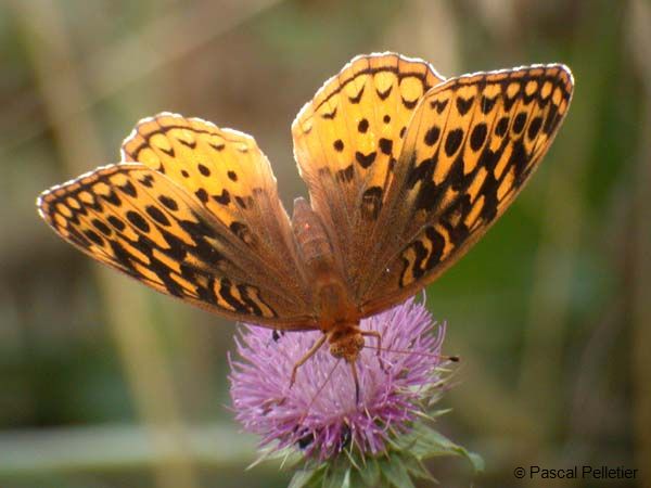 Great_Spangled_Fritillary_08