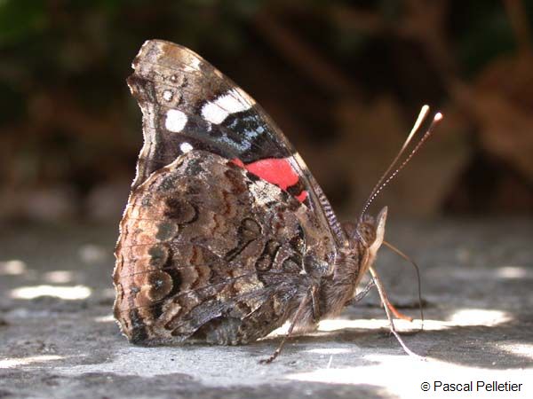 Red_Admiral_12