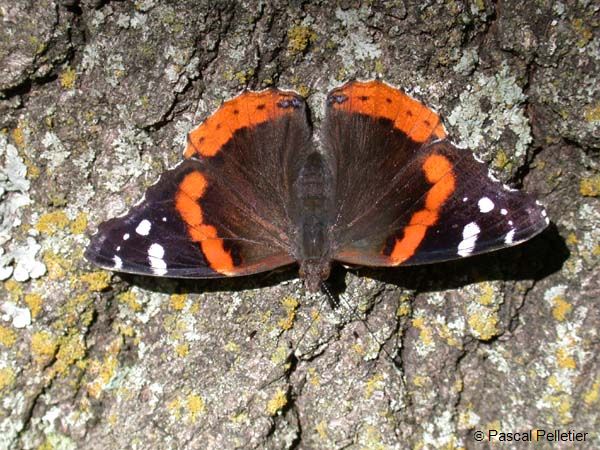 Red_Admiral_20