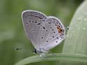 Eastern_Tailed_Blue_20
