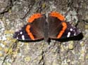 Red_Admiral_20