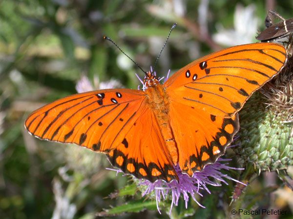 Gulf_Fritillary_1