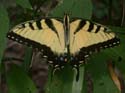 Eastern_Tiger_Swallotail_1