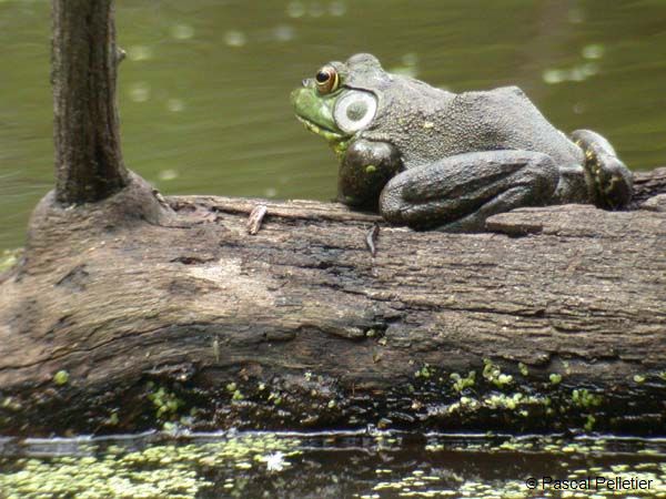 Bullfrog_01