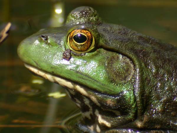 Bullfrog_04