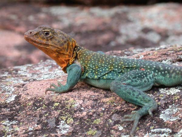 Eastern_Collared_Lizard_21