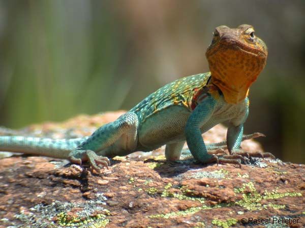 Eastern_Collared_Lizard_50