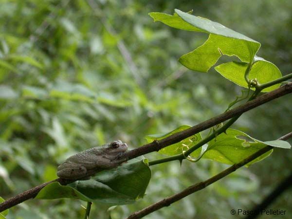 Gray_Treefrog_13