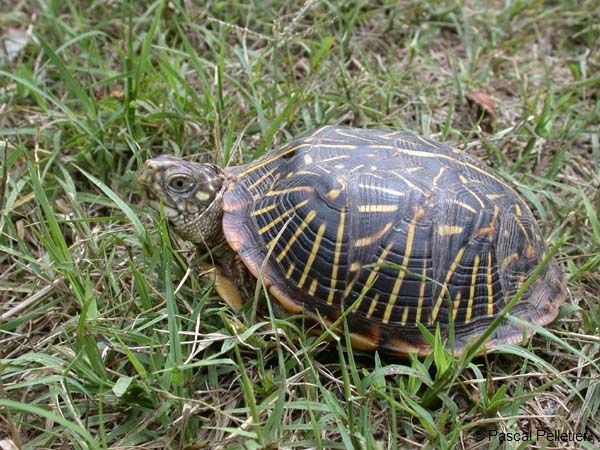 Ornate_Box_Turtle_06