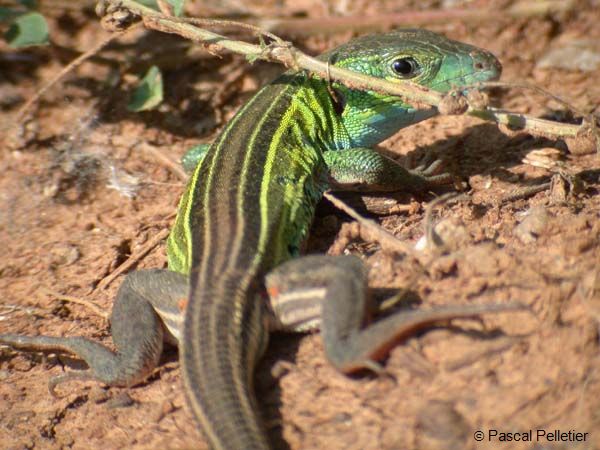 Prairie_Racerunner_09