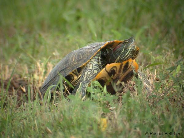 Red_Eared_Slider_06