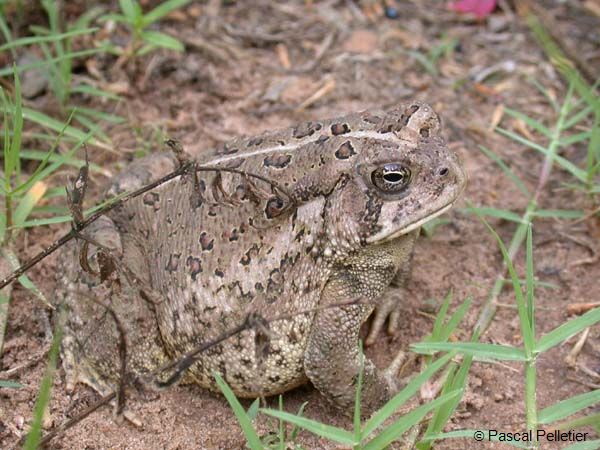 Woodhouse_Toad_05