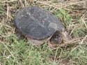 Snapping_Turtle_02