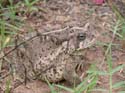 Woodhouse_Toad_05