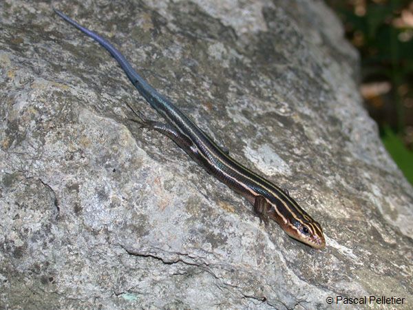 Five-lined_Skink_1