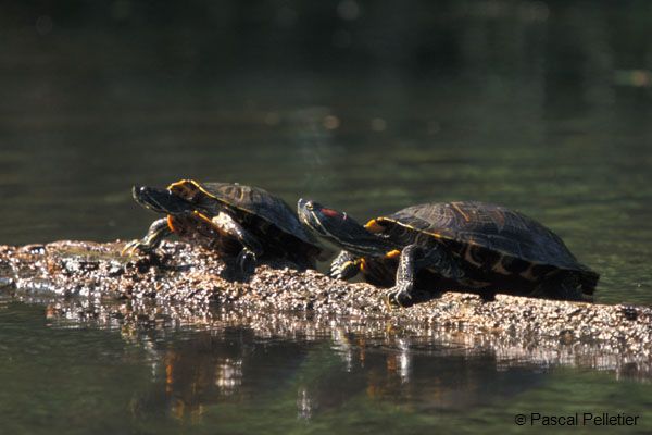 Red-Eared_Slider_1