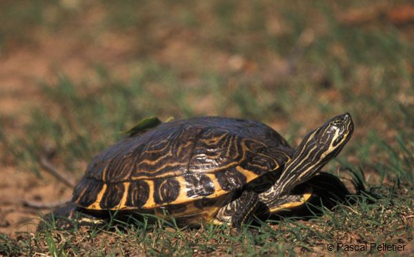 Red-Eared_Slider_2